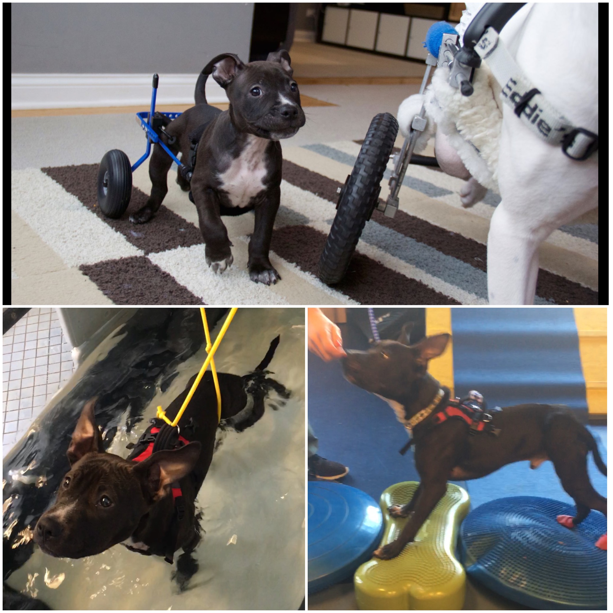 Dan_collage