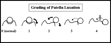 patella_grading