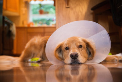 Golden Retriever dog with a cone collar after a trip to the vete