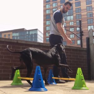 K9PT obstacle course for dog doing physical therapy to treat Arthritis 