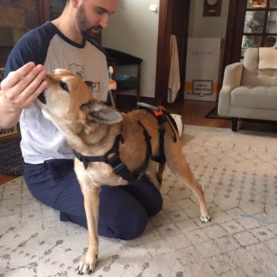 radar with harness exercising
