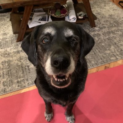 charlie hip dysplasia
