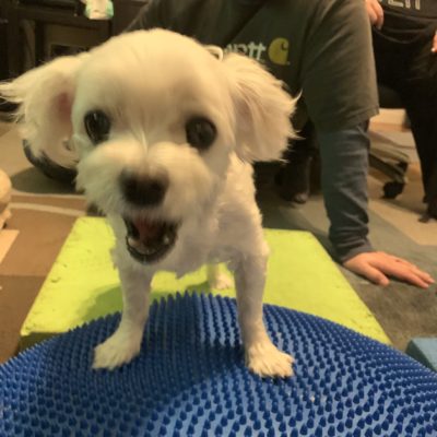 sugarplum hip dysplasia