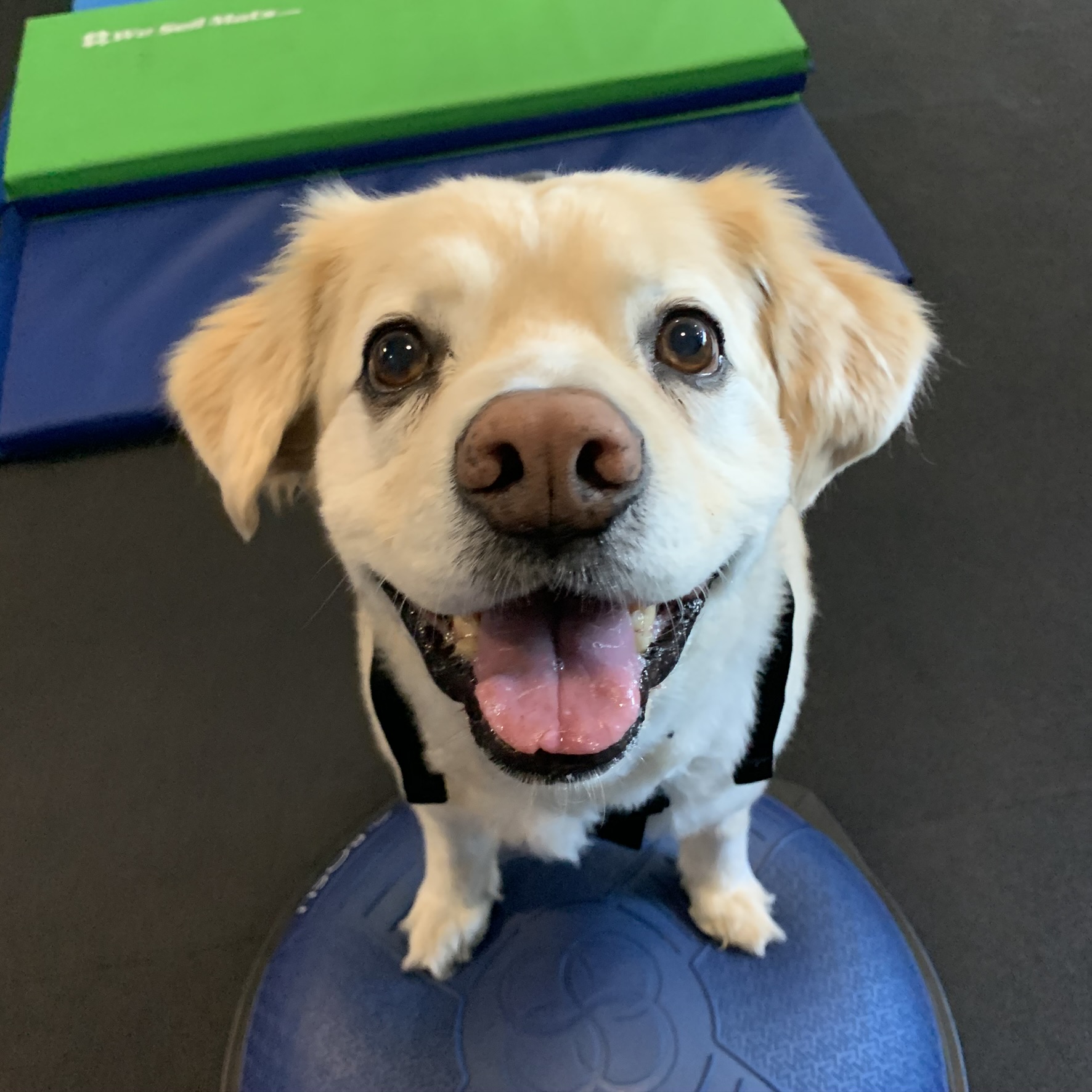 bear happy workout closeup Dog stretching on ball