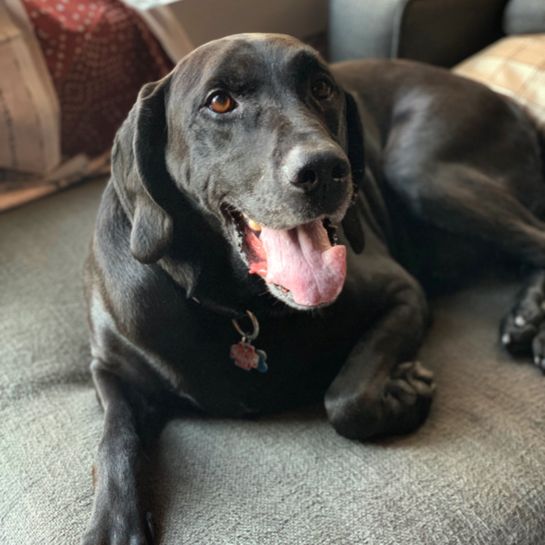 Happy dog relaxing