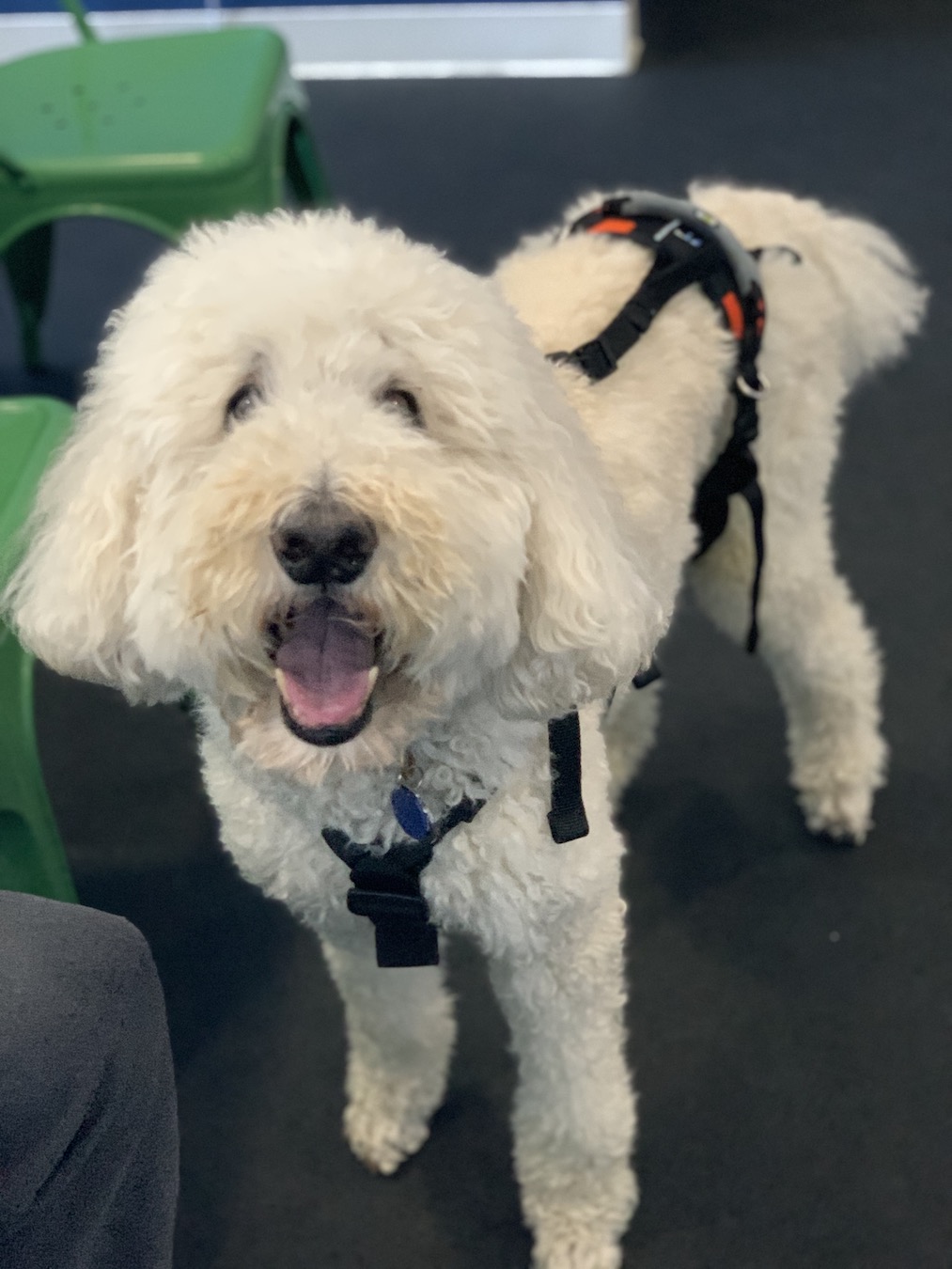 Help em up harness on a dog with Hip Dysplasia