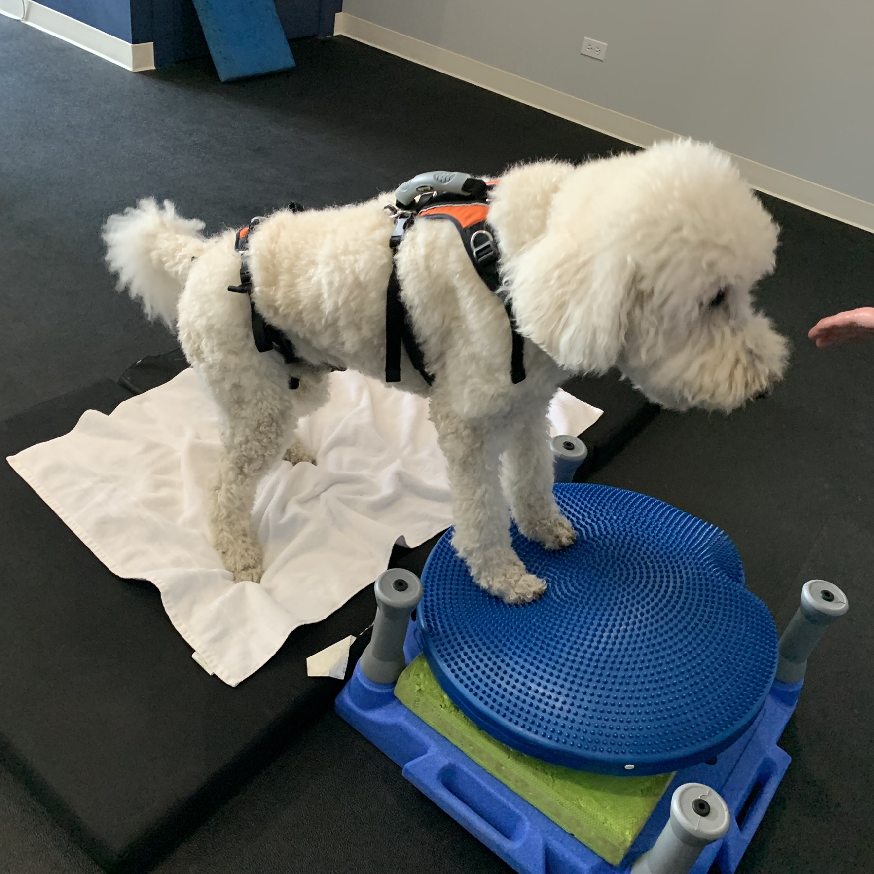 Dog doing stretching exercise