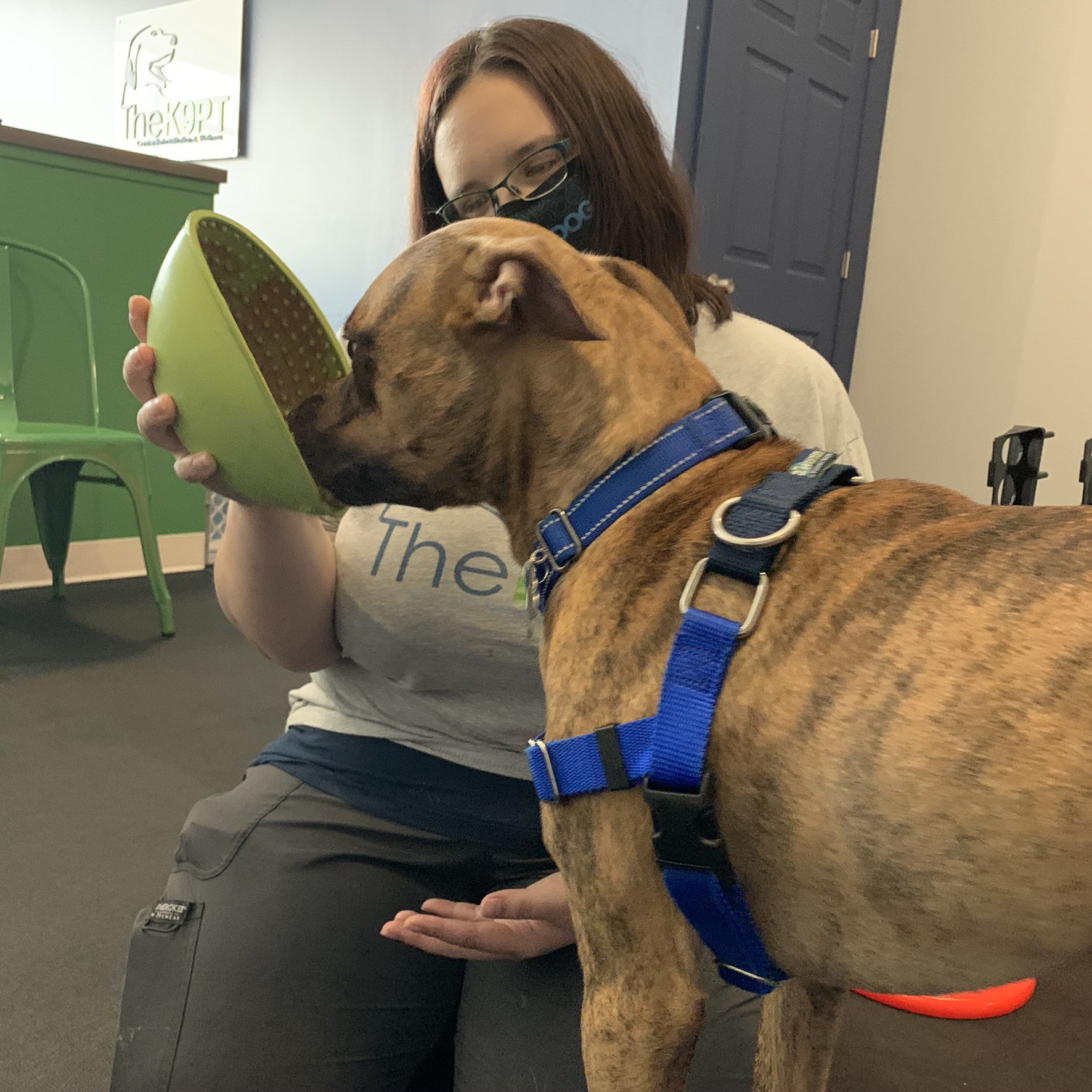 Dog getting treats at physical therapy session