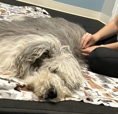 Buckley Acupuncture