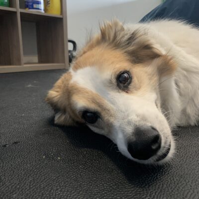 oliver relaxed