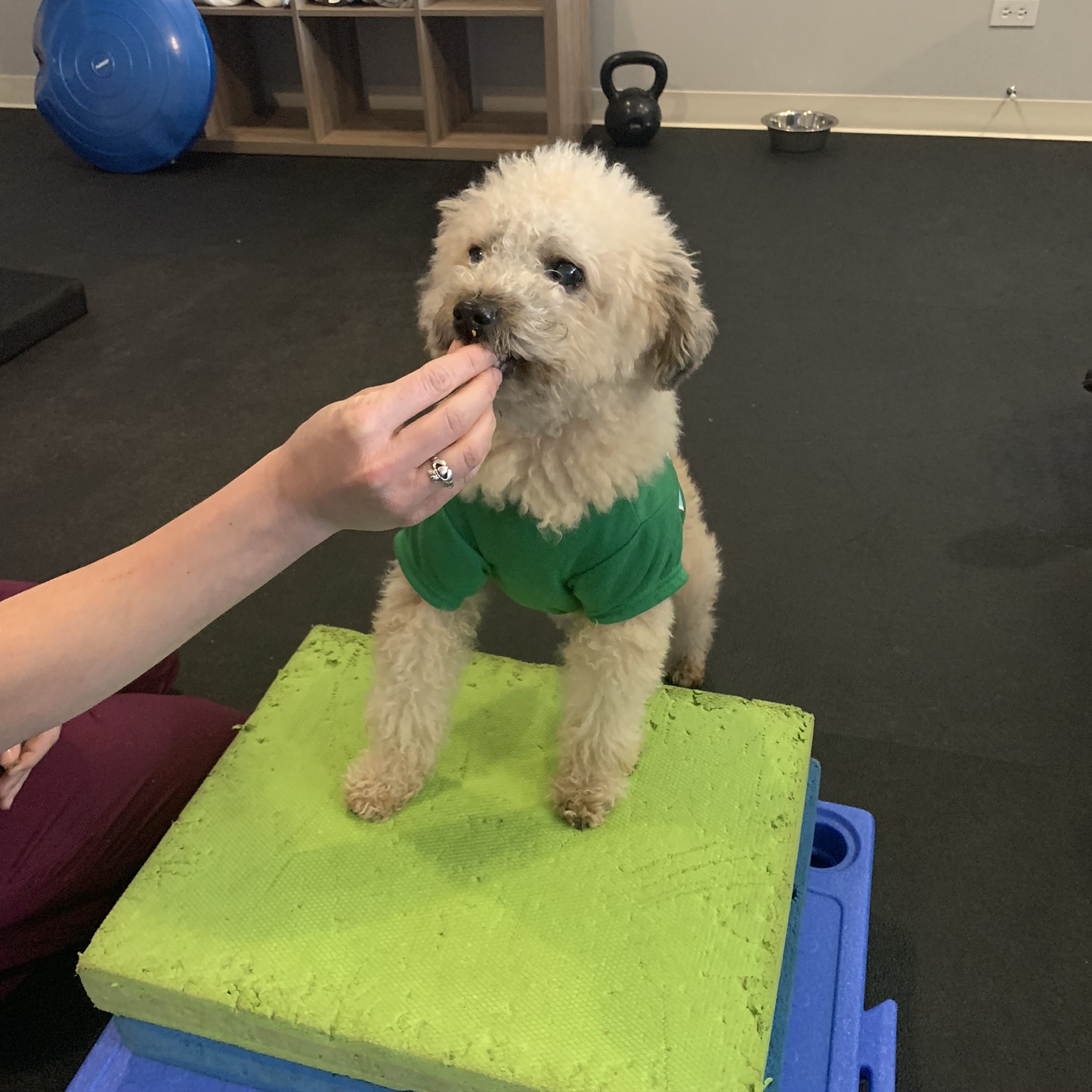 babie boy exercise Dog doing rehab obstacle course