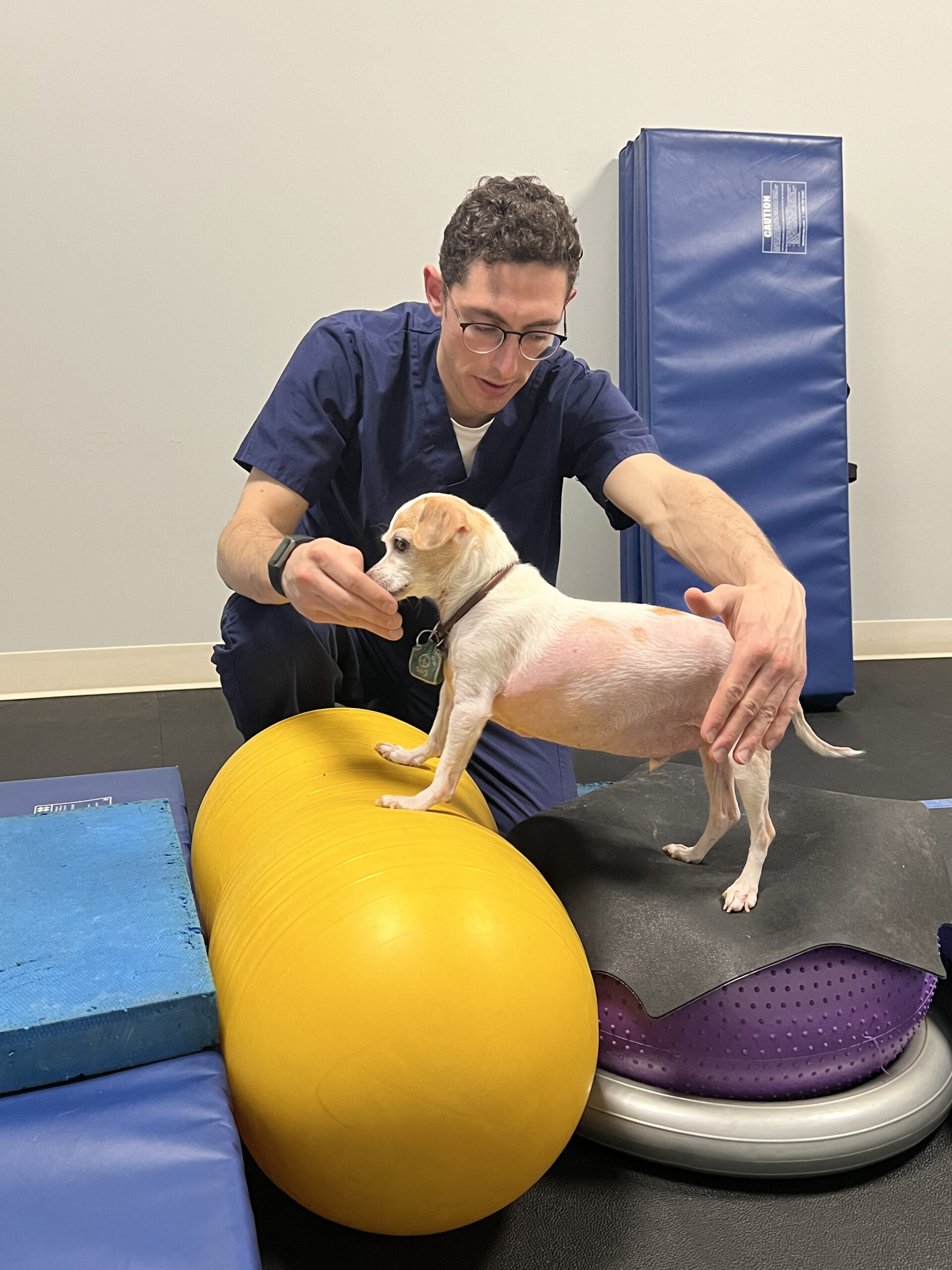 Dog doing stretches to help treat Arthritis