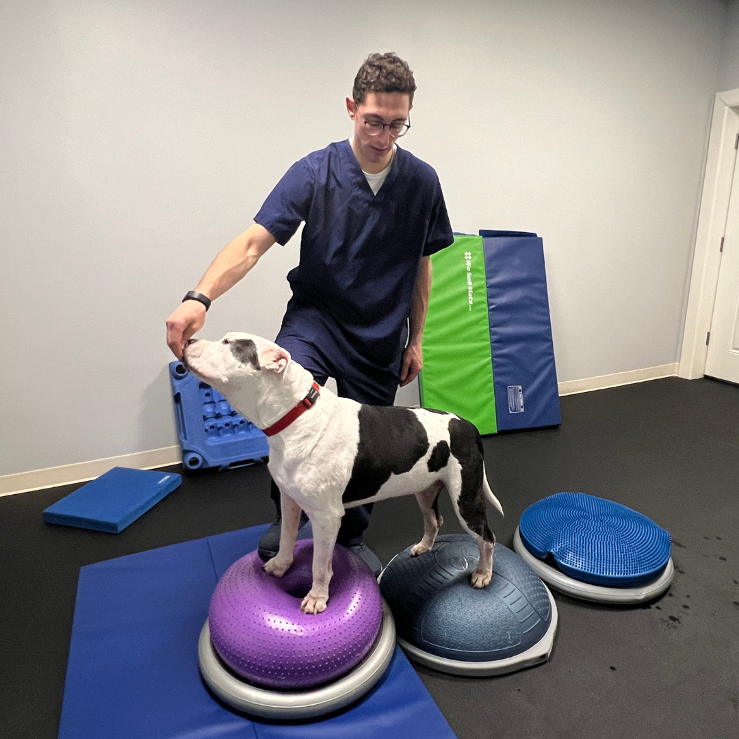 Canine rehab for Arthritis in dogs