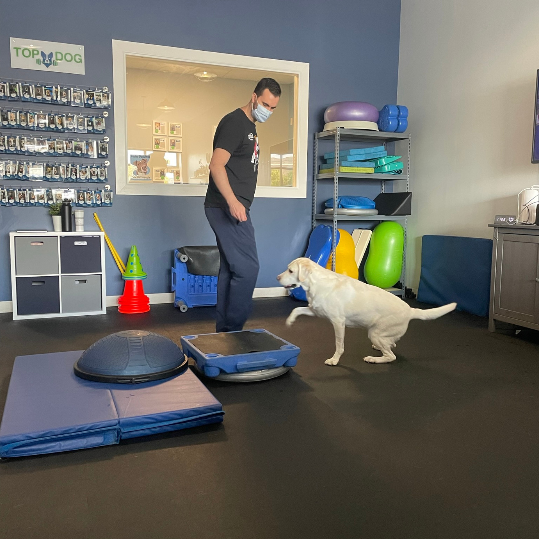 CCL tear dogs Dog doing stretching