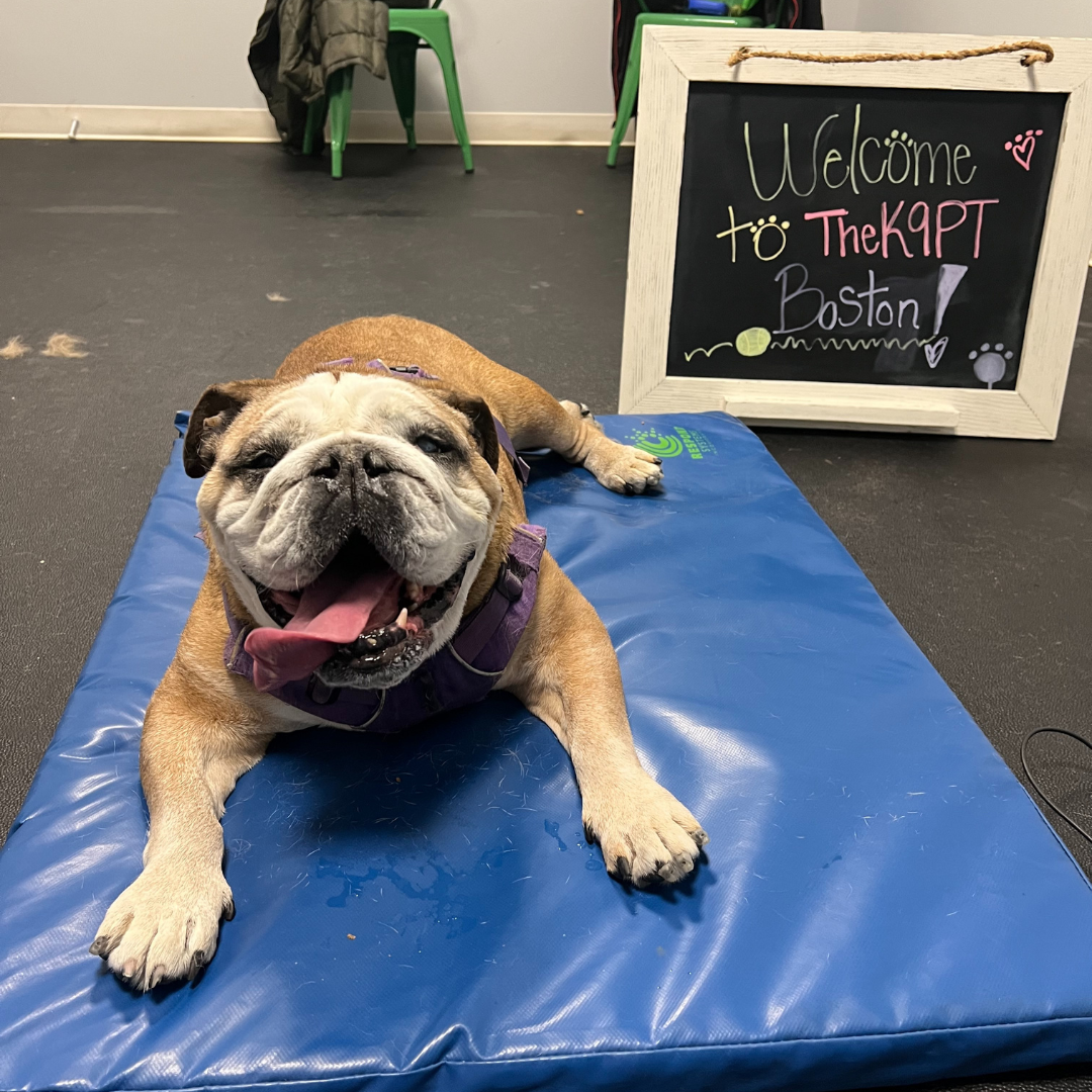Happy dog doing rehab for Hip Dysplasia