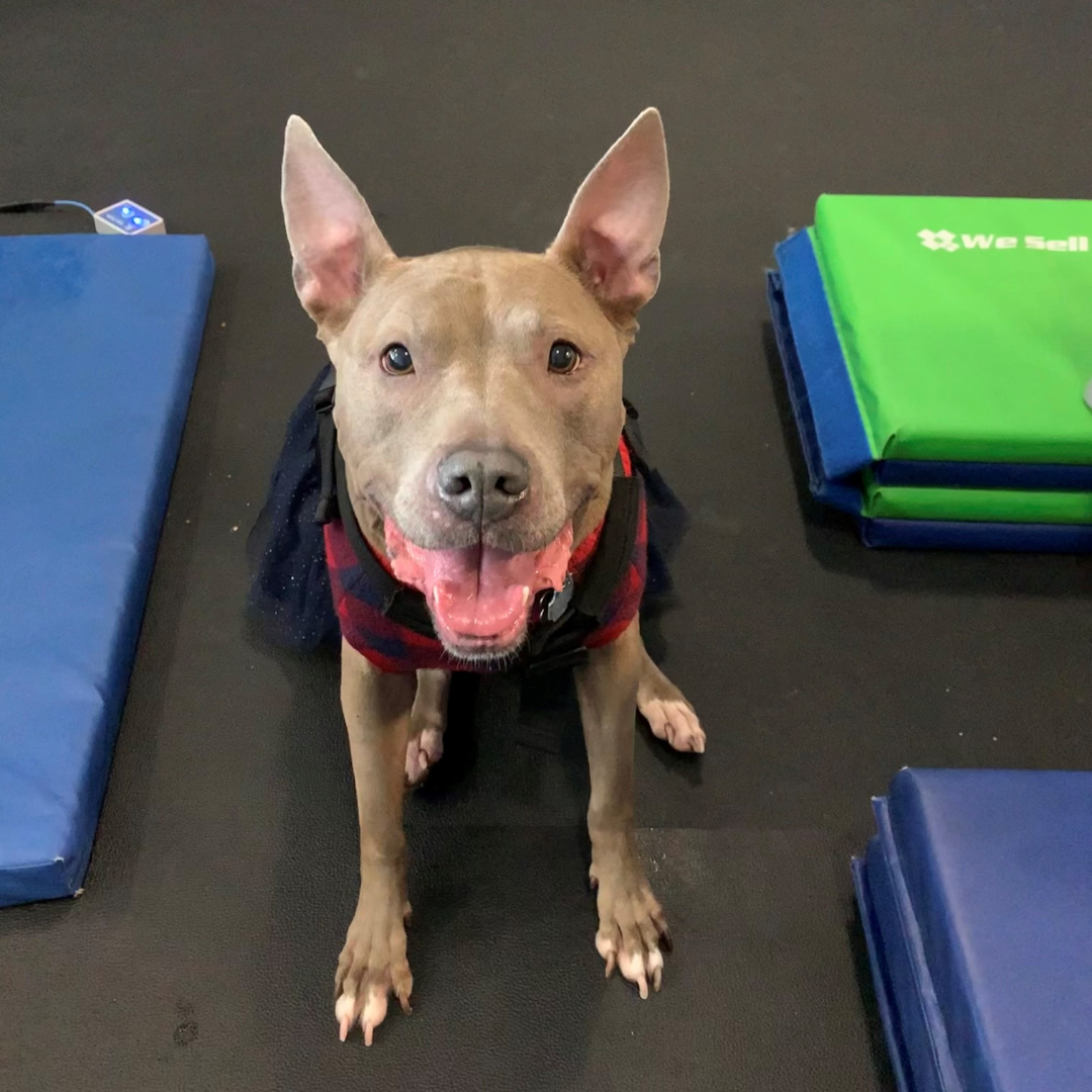 Dog doing physical therapy for Hip Dysplasia