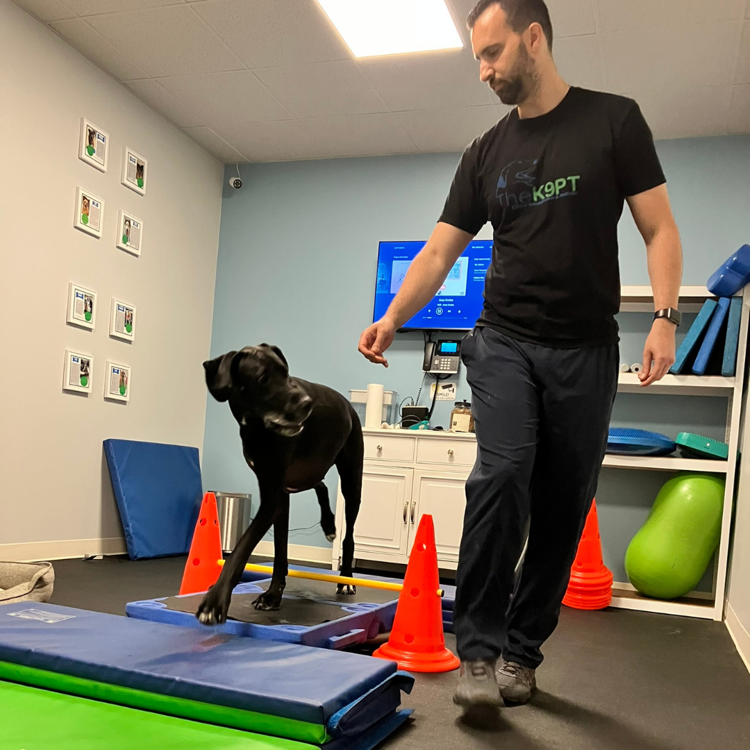IVDD in dogs Happy dog getting a massage