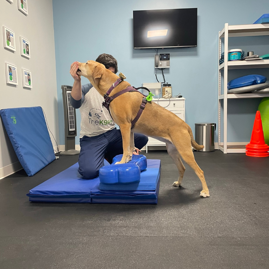 Website images (6) Dog stretching at physical therapy