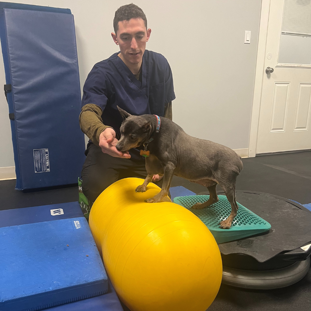 Intervertebral Disc Disease Help em up harness on happy dog