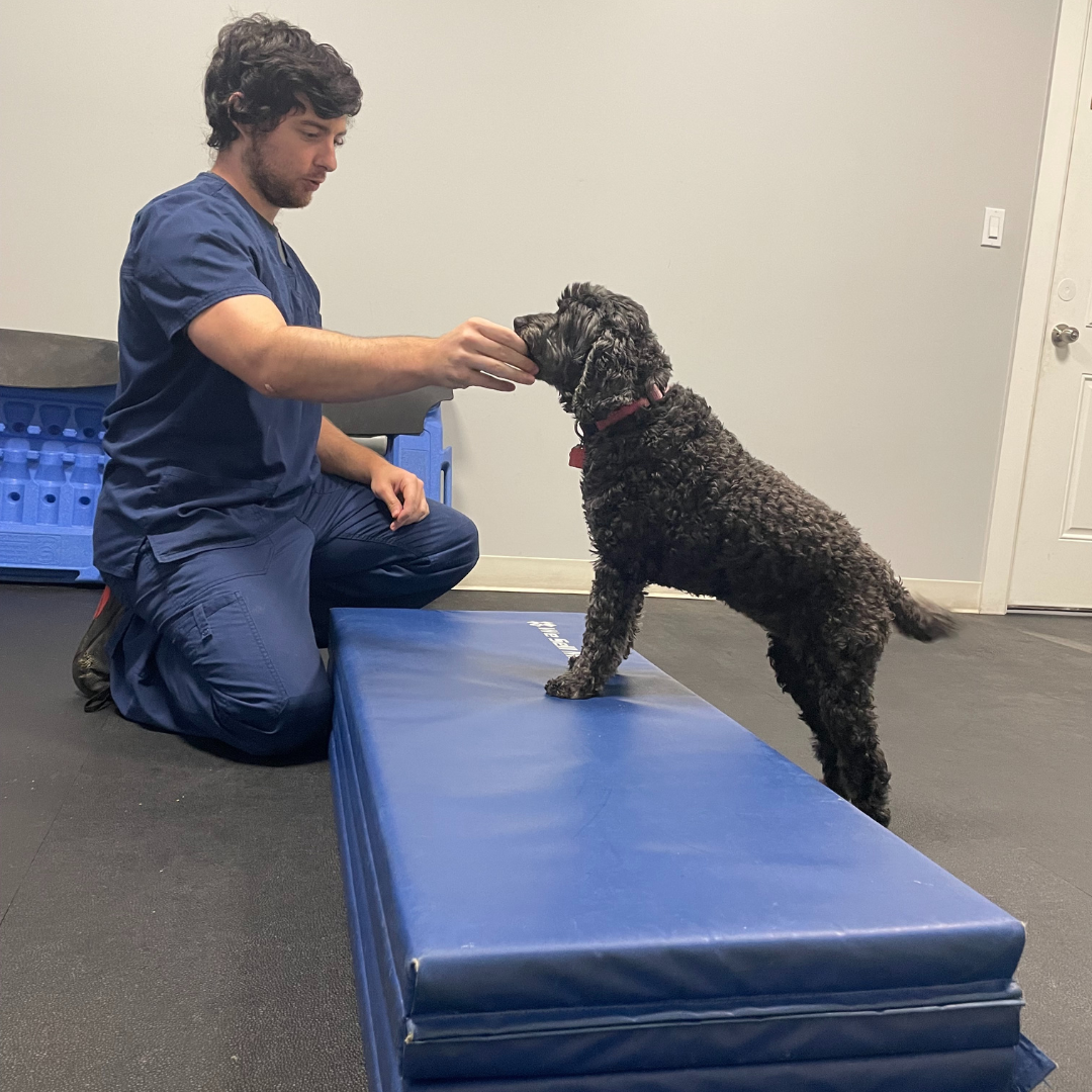 Happy dog doing physical therapy for Arthritis